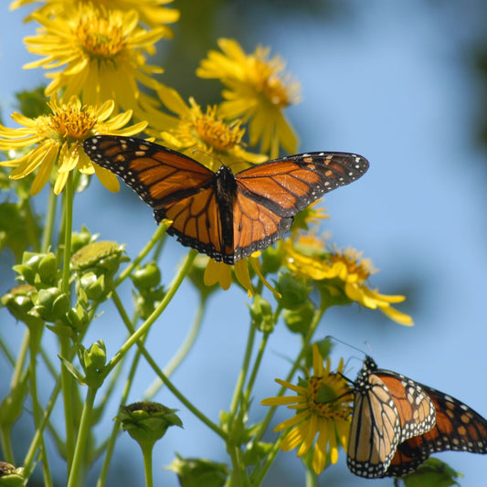 Crafting a Haven: The Art of Creating a Butterfly-Friendly Garden