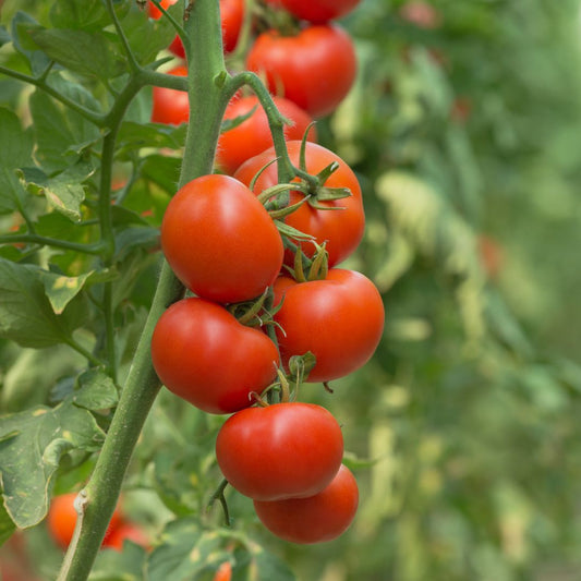 What is the best time to plant tomatoes?