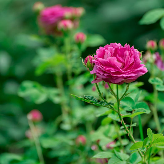 Nurturing Elegance: A Comprehensive Guide to Successfully Growing Roses
