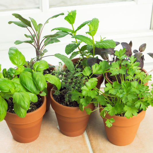 What are the best herbs to grow indoors?