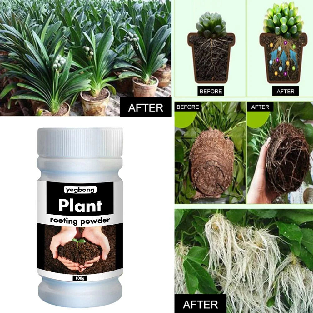 ECOGARDENMART™ Yegbong Rapid Rooting Fertilizer Powder – Promote Rapid Growth and Strong Roots, Naturally!