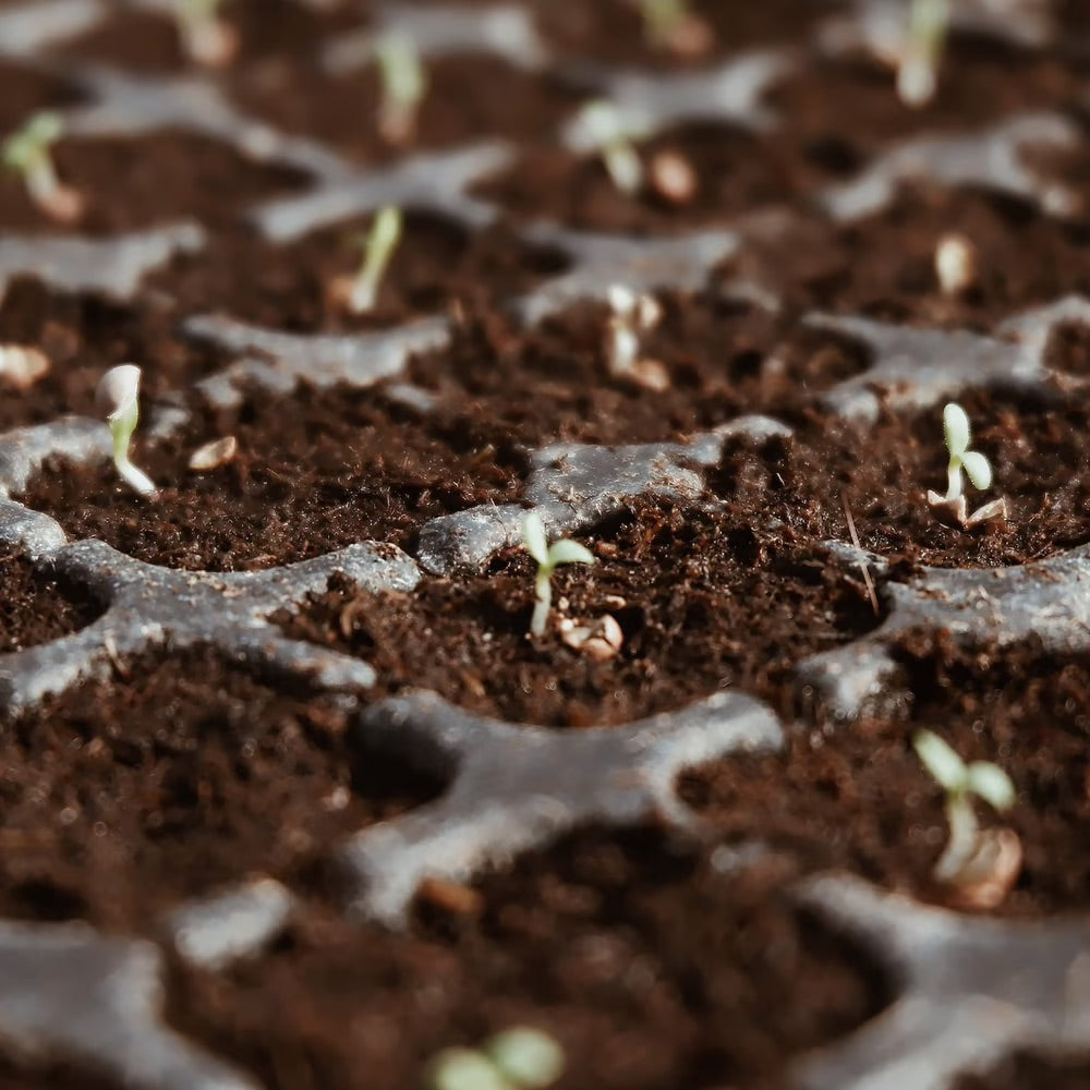 CocoBrick™ - Organic Coconut Coir for Plants