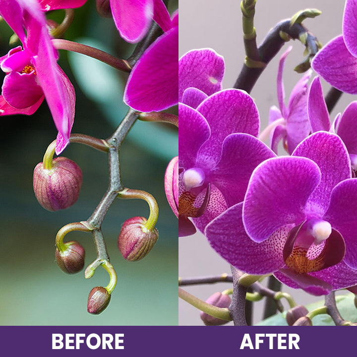 ECOGARDENMART'S Orchid Plus Bloom Booster [2+1 FREE!]