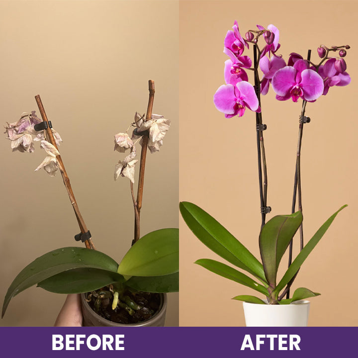 ECOGARDENMART'S Orchid Plus Bloom Booster [2+1 FREE!]