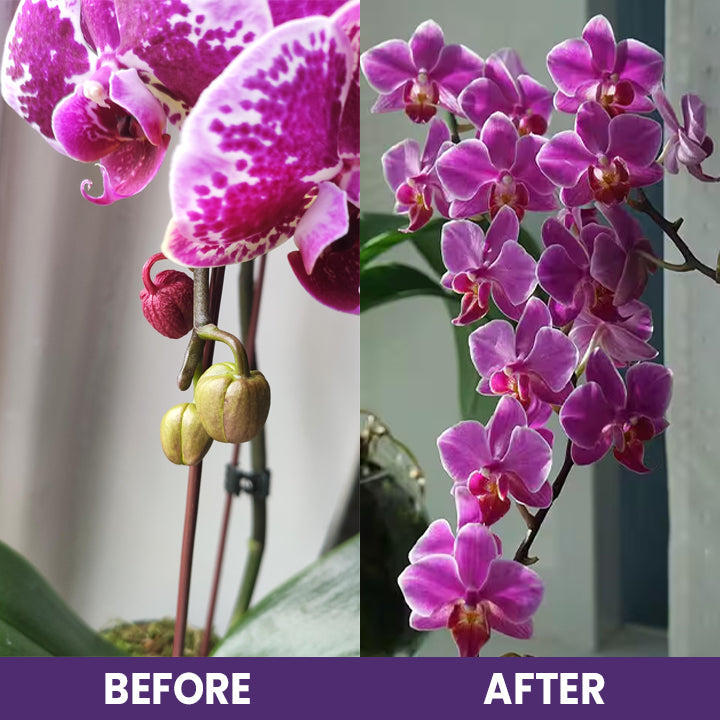 ECOGARDENMART'S Orchid Plus Bloom Booster [2+1 FREE!]