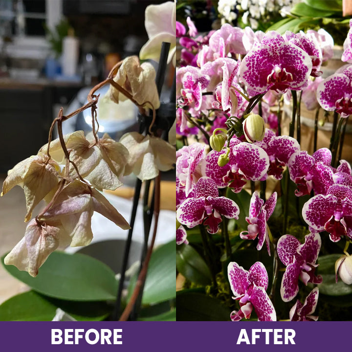 ECOGARDENMART'S Orchid Plus Bloom Booster [2+1 FREE!]