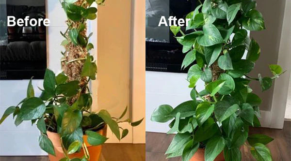 EcoGardenMart™ Plant Resurrection Liquid – Powerful, Eco-Friendly Formula to Revive Plants! [2+1 FREE]