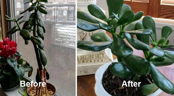 EcoGardenMart™ Plant Resurrection Liquid – Powerful, Eco-Friendly Formula to Revive Plants! [2+1 FREE]
