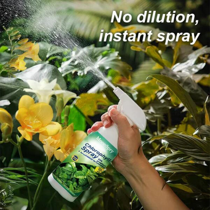 EcoGardenMart's Nutrient-rich Liquid Chlorophyll Spray