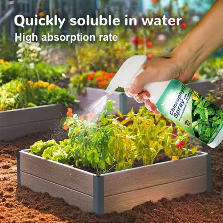 EcoGardenMart's Nutrient-rich Liquid Chlorophyll Spray